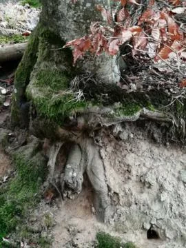 MOUSE-HOLE Stock Photos