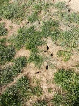 Mouse  Holes Stock Photos