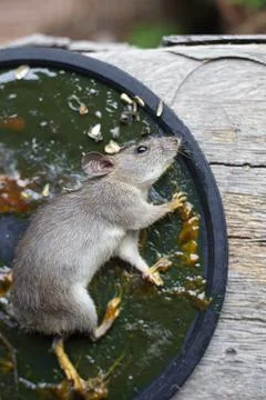 A Mouse House Trap In Mouse Trap Over Foto stock