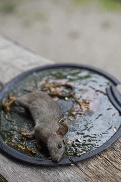 A Mouse House Trap In Mouse Trap Over 写真素材