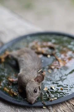 A Mouse House Trap In Mouse Trap Over Fotos Stock