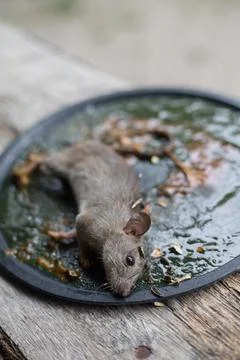 A Mouse House Trap In Mouse Trap Over Fotos Stock
