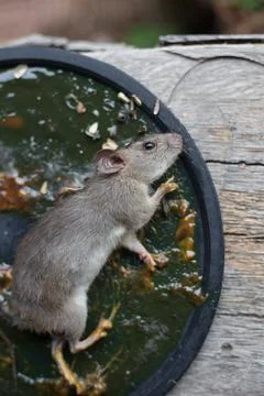 A Mouse House Trap In Mouse Trap Over Фото
