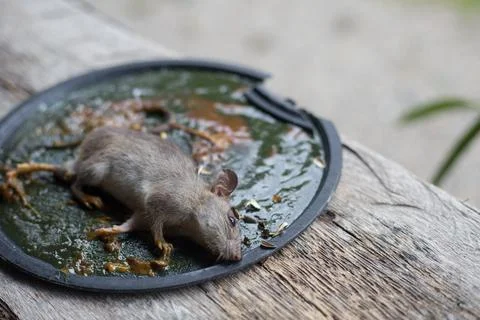 A Mouse House Trap In Mouse Trap Over Fotos Stock