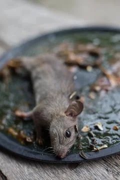 A Mouse House Trap In Mouse Trap Over Fotos Stock