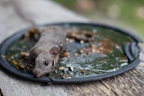 A Mouse House Trap In Mouse Trap Over Foto stock