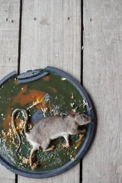 A Mouse House Trap In Mouse Trap Over Fotos Stock