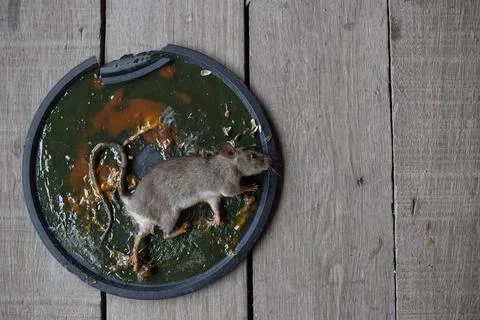 A Mouse House Trap In Mouse Trap Over Fotos Stock
