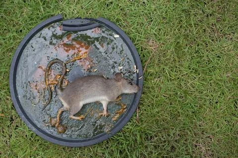 A Mouse House Trap In Mouse Trap Over Фото
