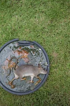 A Mouse House Trap In Mouse Trap Over Fotos Stock