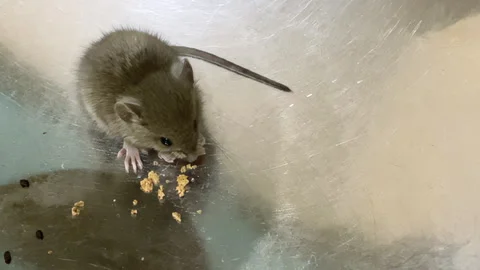 Mouse as a Household Pest HD Pro TZ Stock-Footage 327786769