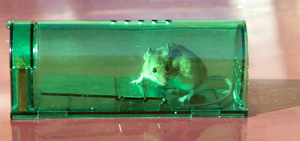 Mouse in humane trap Stock Photos