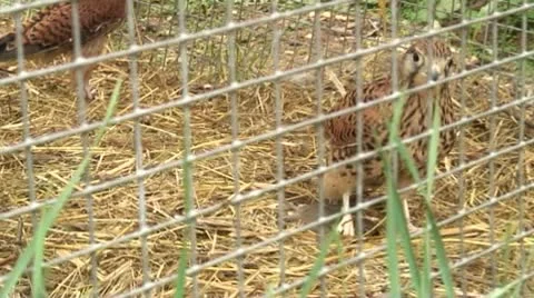 Mouse hunt Stockbeeldmateriaal 8979120