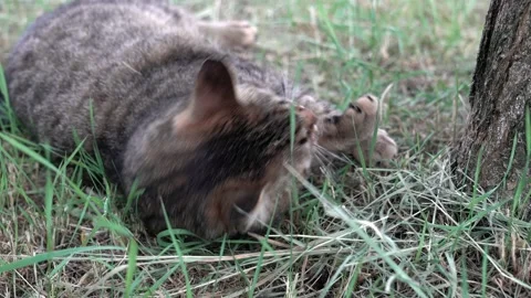 The mouse hunter the cat Stock-Footage 163170500