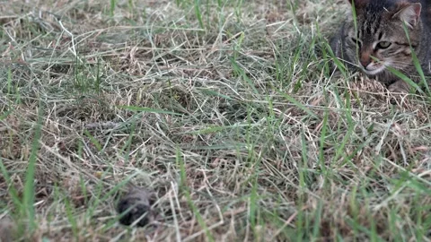 The mouse hunter the cat Stock Footage 163172127