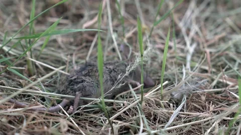 The mouse hunter the cat Stock-Footage 163172256