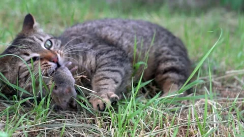The mouse hunter the cat Stock Footage 163172349