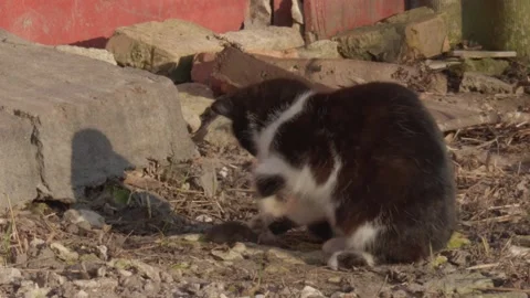The mouse hunter the cat Stock Footage 237234472
