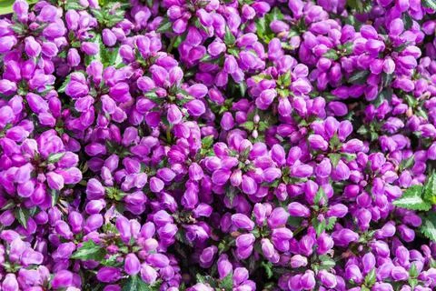 Mouse hyacinth close up Stock Photos