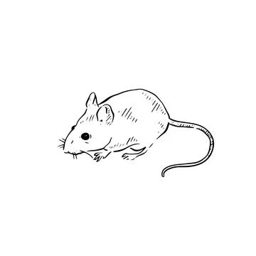 Mouse illustration Stock Illustration