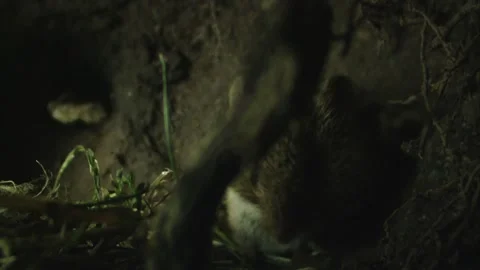 Mouse inside underground burrow Stock Footage 309518036
