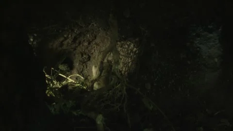 Mouse inside underground burrow Stock Footage 309518044