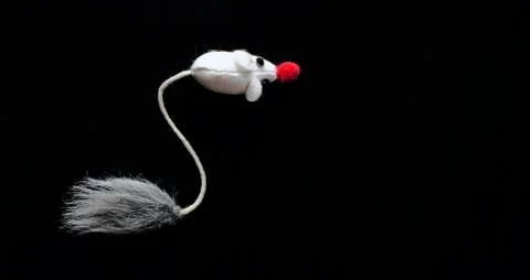 A mouse isolated on black Stock Photos