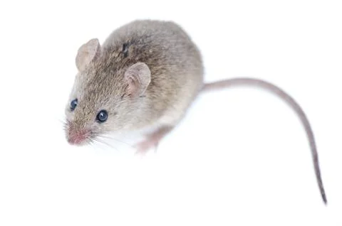 Mouse isolated on white background Stock Photos