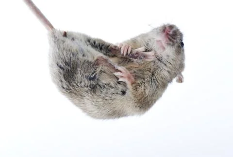 Mouse isolated on white background Foto stock