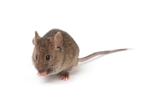 Mouse isolated on white Stock Photos