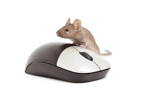 Mouse isolated on white Stock Photos