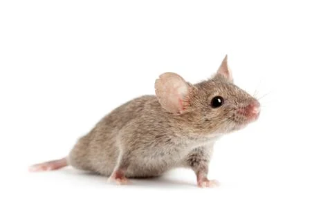 Mouse isolated on white Stock Photos