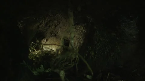 Mouse in its underground burrow Stock Footage 309518053