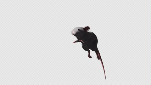 Mouse Jump Stock Footage 322061281