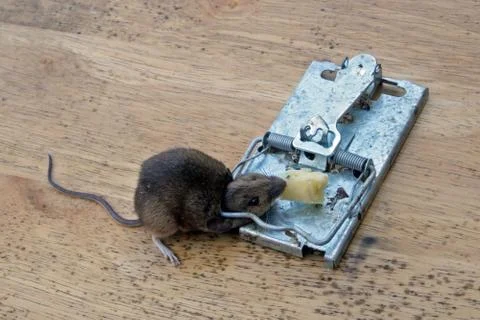 Mouse killed in a metal mouse trap. Stock Photos