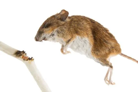 Mouse killed Foto stock