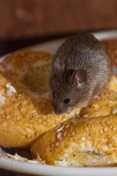 Mouse in the kitchen Stock Photos