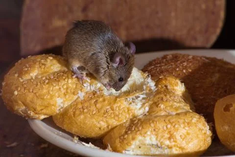 Mouse in the kitchen Stock Photos