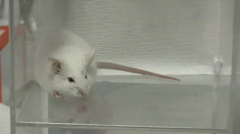 Mouse in lab Stock Footage 325593