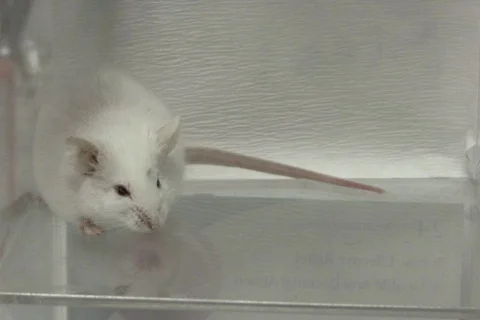 Mouse in lab NTSC 스톡 동영상 325121