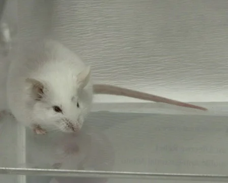 Mouse in lab PAL Stock Footage 325379