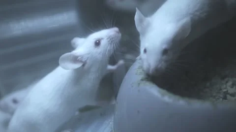 Mouse laboratory White mouse Video stock 58160162