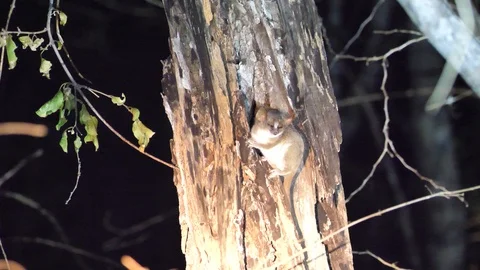 Mouse Lemur Climbing On A Tree, Kirindy Forest Reserve, Madagascar Stock Footage 122284546
