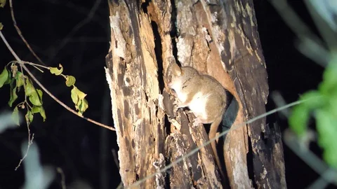 Mouse Lemur Looking Around, Kirindi National Park Night Walk, Madagascar Stock Footage 122284381