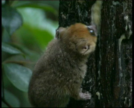 Mouse Lemur  Madagascar Vidéo 344029