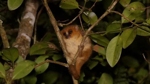 Mouse lemur Microcebus Goodman clinging sleepy between branches at night Stock Footage 72888270