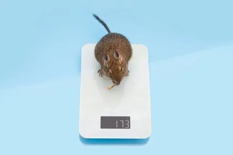 Mouse on libra Stock Photos