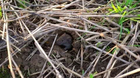 Mouse looking out a mouse hole 스톡 동영상 48147134