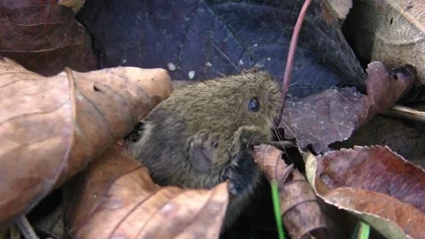 Mouse looks out between fallen leaves Stock Footage 300251410