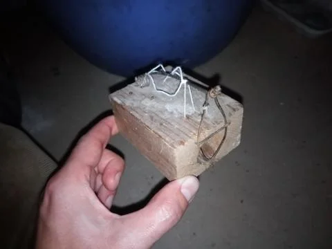 Mouse mouse. Mousetrap based on gnawing of the thread. Stock Photos